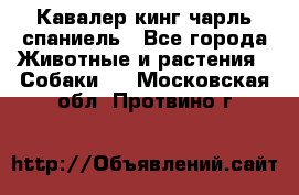 Кавалер кинг чарль спаниель - Все города Животные и растения » Собаки   . Московская обл.,Протвино г.